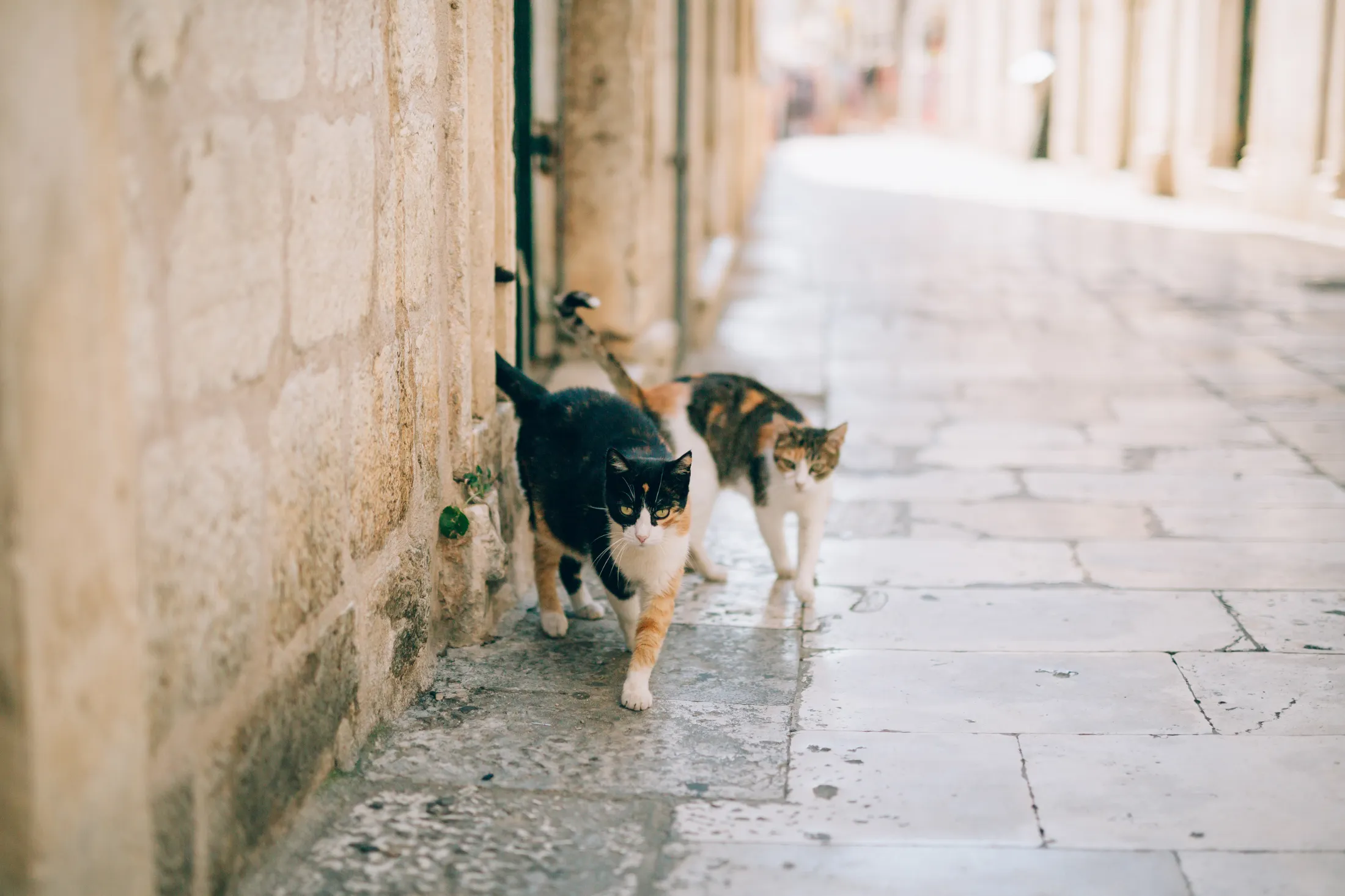 Dvije mačke u Starom gradu u Kotoru.