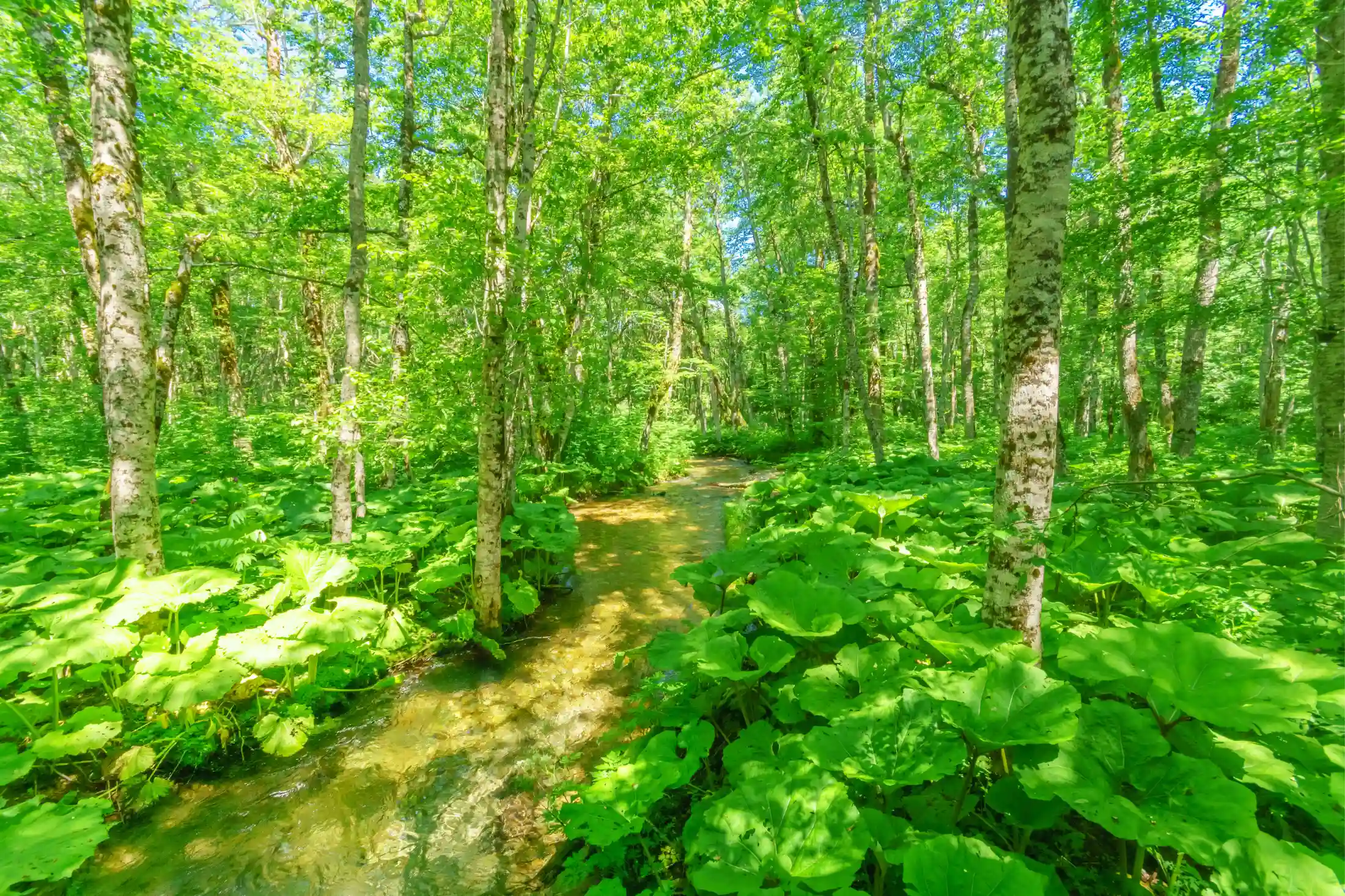Stream near the Virgin Rainforest of Biogradska Gora, Montenegro
