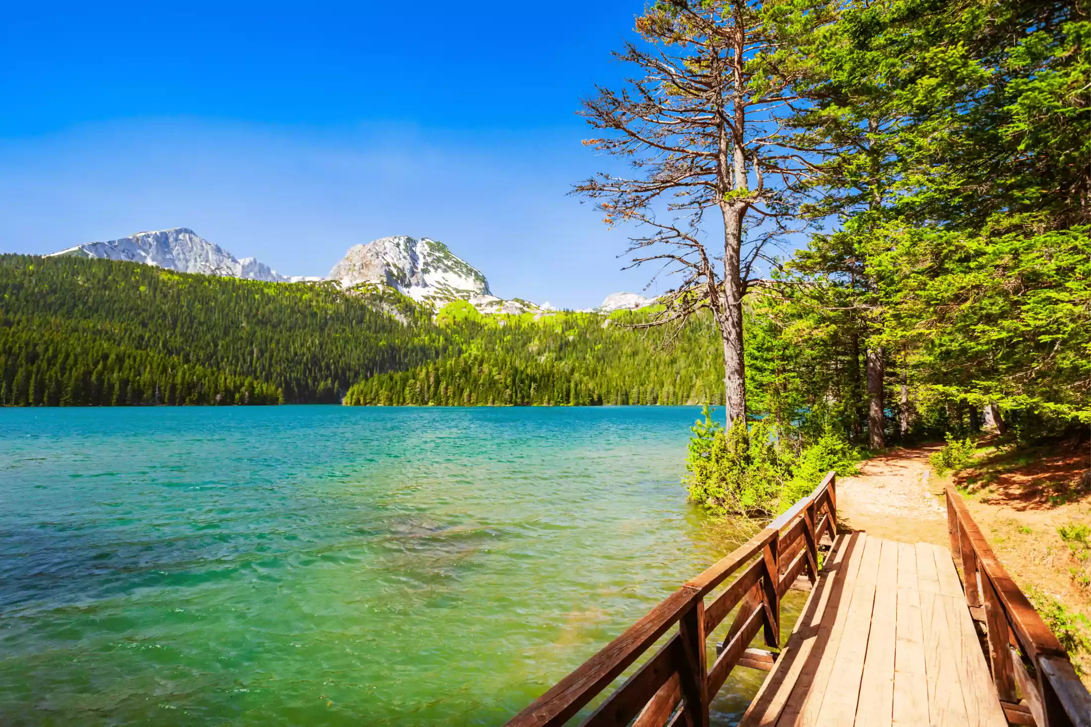 Black Lake and a lush forest of Durmitor National Park